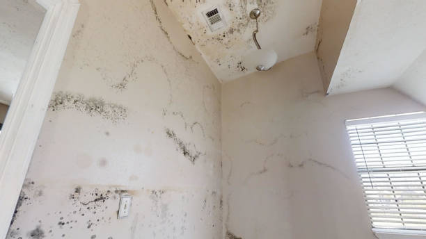 Best Biohazard Mold Removal  in Huntington Woods, MI