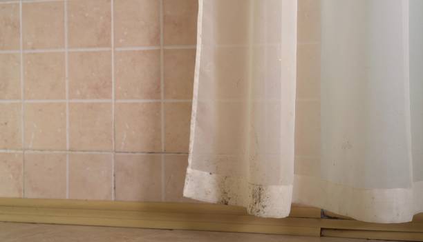 Best Dehumidification Services  in Huntington Woods, MI