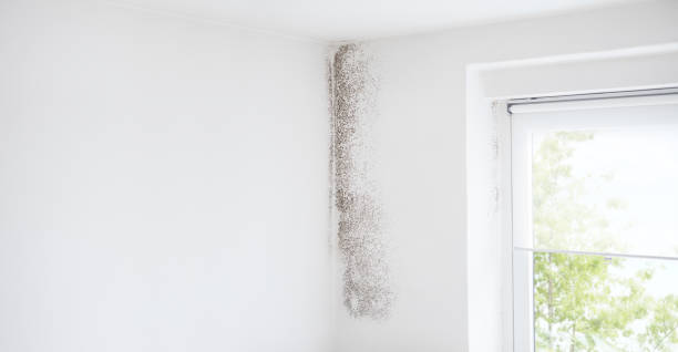 Mold Remediation for Rental Properties in Huntington Woods, MI