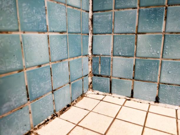 Best Real Estate Mold Inspection  in Huntington Woods, MI