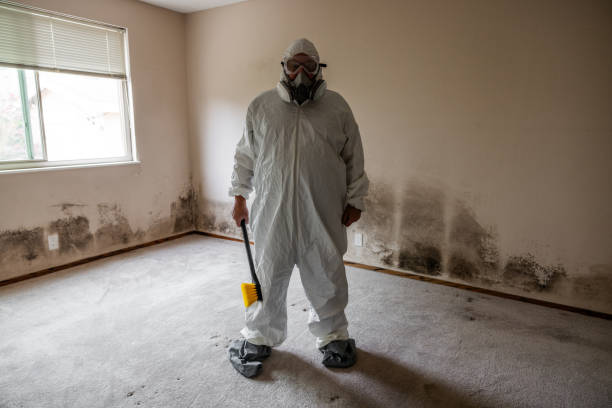 Best Mold Damage Restoration  in Huntington Woods, MI