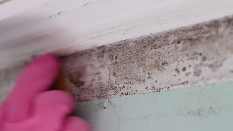 Best Attic Mold Removal  in Huntington Woods, MI
